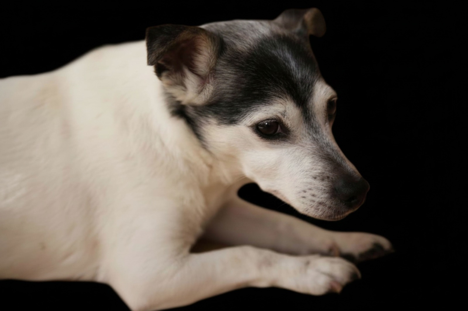 Dierenfotografie